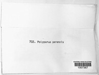 Coltricia perennis image